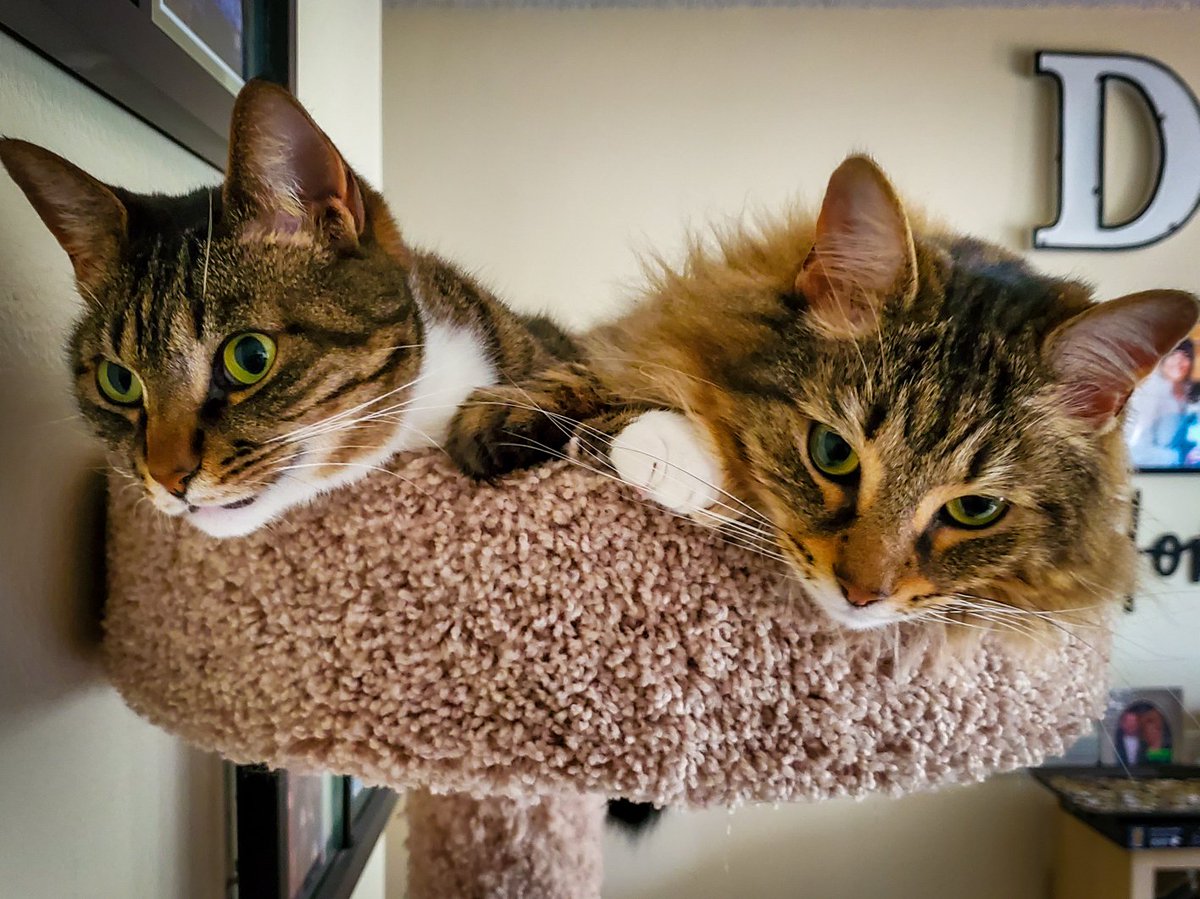 Casey_Roy89's tweet photo. @IvyLesVixens Aw, that is so sweet. My both of mine ganged up on me last night while I slept. Fabio wanted a midnight snack and decided to start walking on me and meowing until I woke up. I guess I was not waking up fast enough, so Tiki jumped in to help Fabio by attacking my hands. https://t.co/2wAnHRXaMq