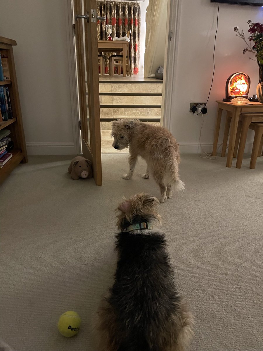 Junior20Office's tweet photo. #OJ Treat time has been unexpectedly been delayed .
 “she’s in the kitchen Briar and I can hear the treat jar lid coming off so shouldn’t be too long now !” #testingourpatience 😬😬 https://t.co/FDtQIv2B0i
