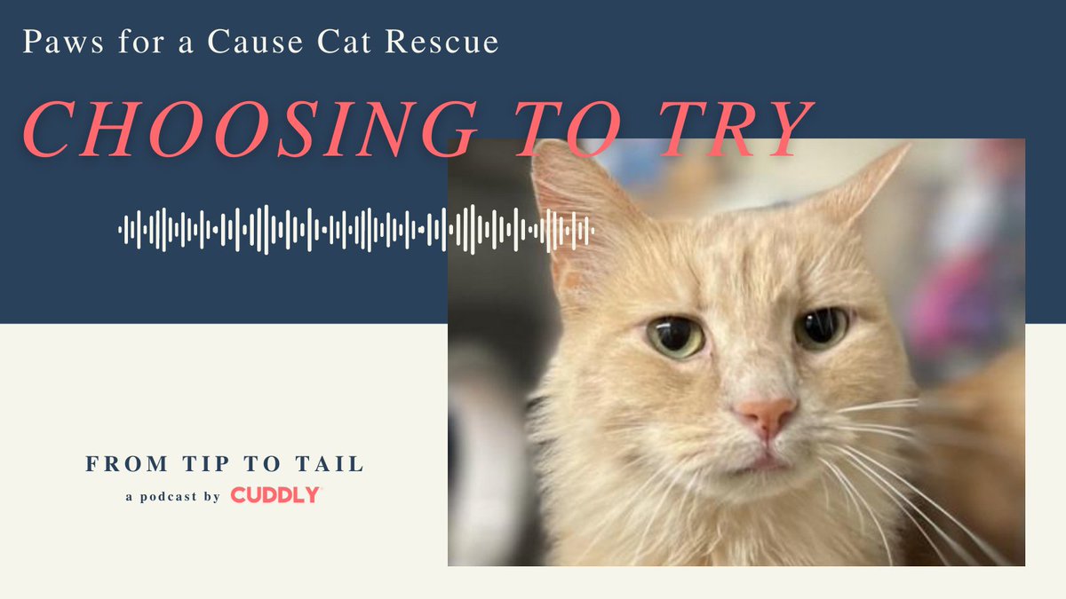 On this new #CUDDLYpodcast we sat down with Angela Clay, executive director of Paws for a Cause Cat Rescue!⁠
⁠
Joins us as she shares her experience and lessons learned from the field: bit.ly/3HCX1qW

#FromTiptoTail #podcast #interviews #podcasters #rescuepodcast