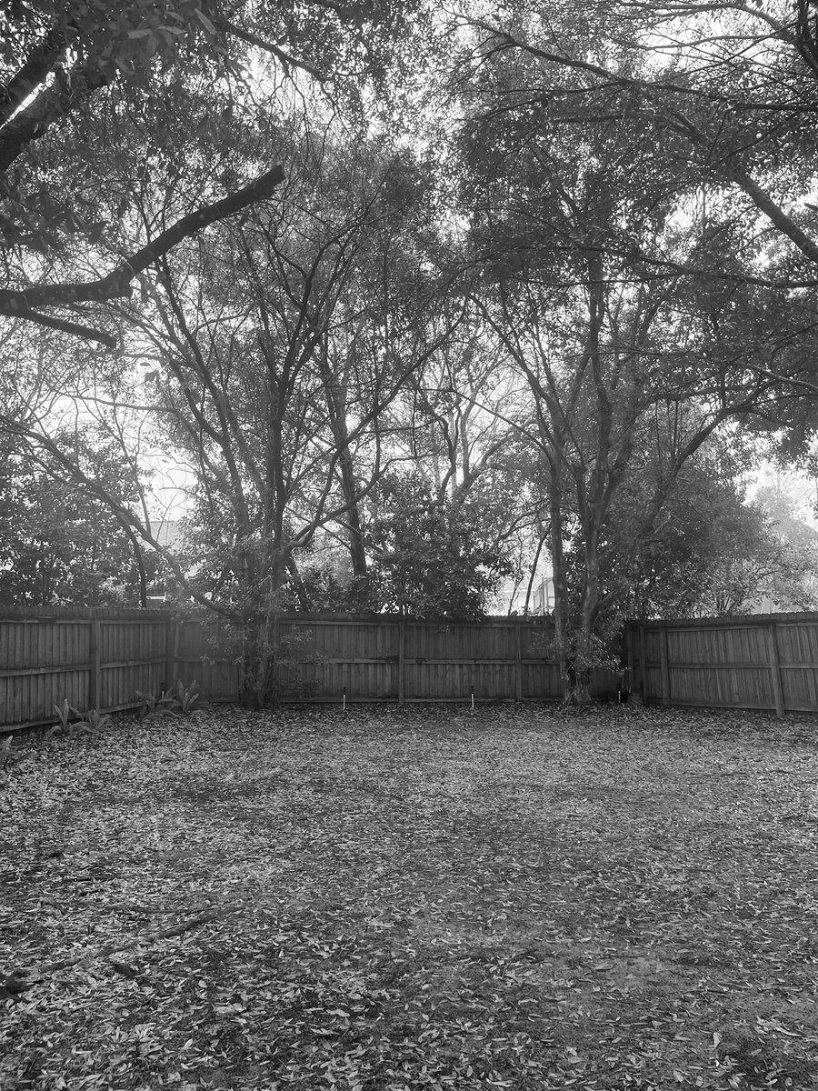 DollfaceSword's tweet image. My back yard looks like a horror film. 
It’s been like this for 3 days.🌧
Idk if I wanna die or kill. #needvitaminD