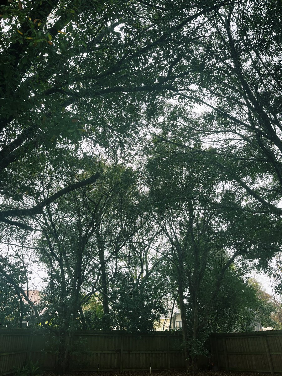 DollfaceSword's tweet image. My back yard looks like a horror film. 
It’s been like this for 3 days.🌧
Idk if I wanna die or kill. #needvitaminD