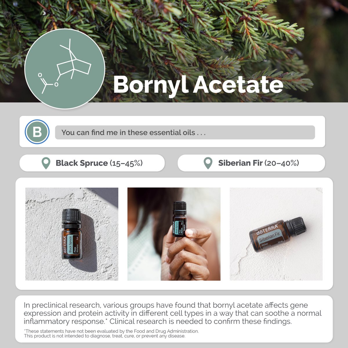 doterra's tweet image. How well do you know bornyl acetate❓

Learn more at loom.ly/RNUG-9I

#doterrascience #doterra #essentialoils #science #bornylacetate #blackspruce #siberianfir #douglasfir #cypress #rosemary #frankincense #juniperberry