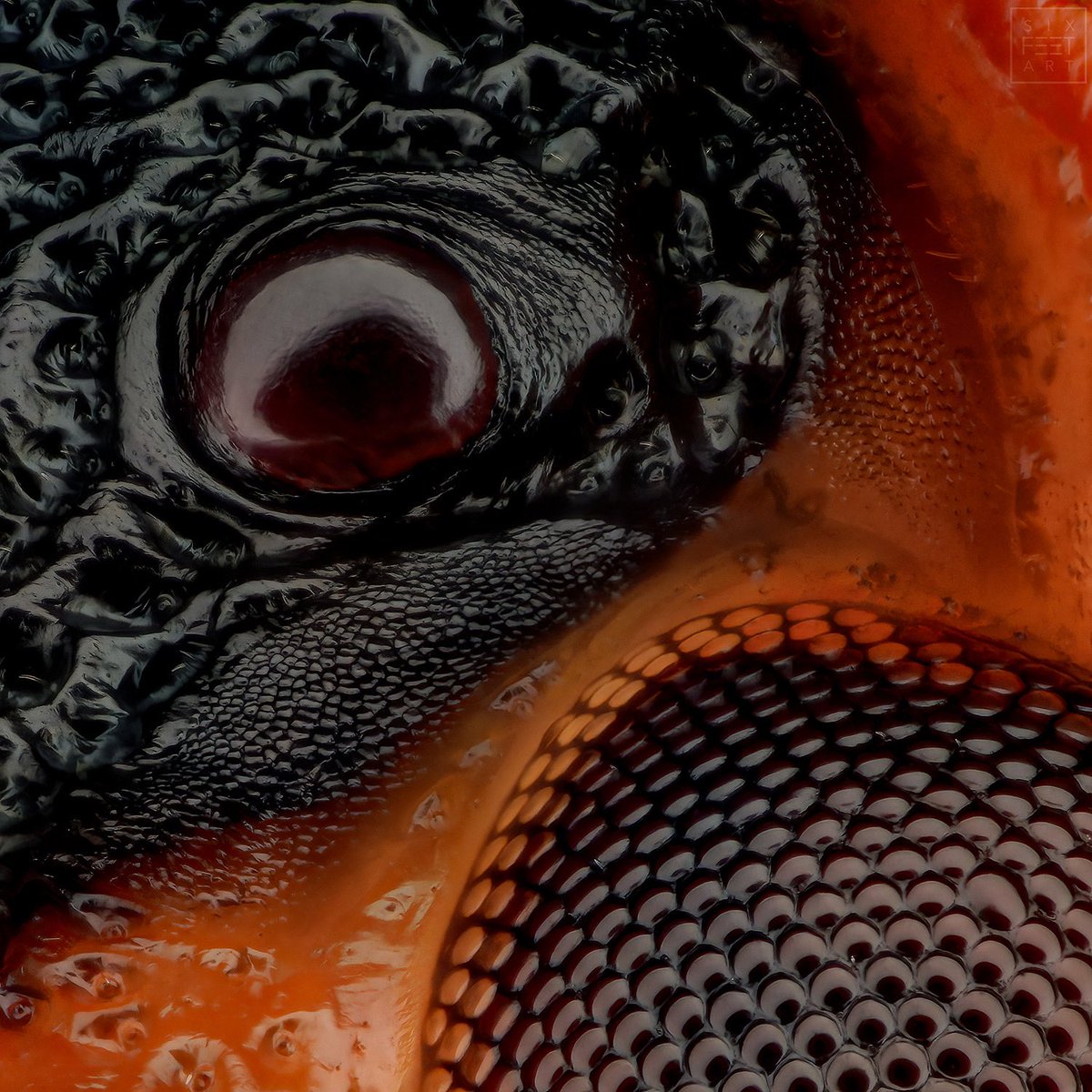 sagaOptics's tweet photo. Italian striped bug, Graphosoma italicum. Monster stack of 684 individual images. You can see the edge of the compound eye at the bottom right and an simple eye at the top left.
#ocelle #simpleeye #compoundeye #facets #stripedbug #italianstripedbug #graphosomaitalicum https://t.co/6wOmZgdFZT