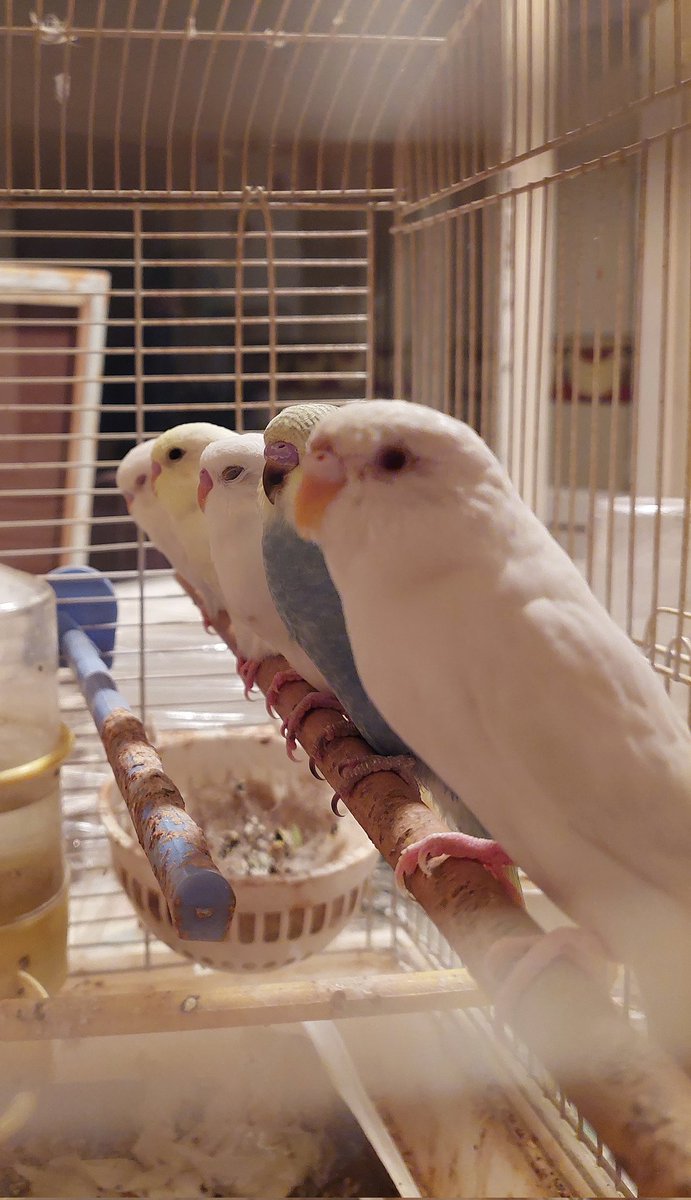 3 değil 5 silahşörler 🪄