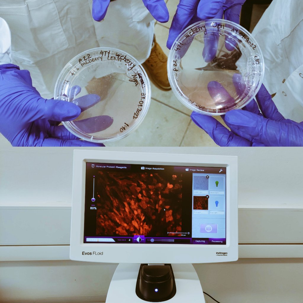 The first step towards fabricating biomimetic nanoparticles in our lab!!!

We are trying to design g a novel treatment for #breastcancer!
<a href="/TechnionLive/">Technion Israel</a> 👏🏻 <a href="/icrf_toronto/">Israel Cancer Research Fund</a> <a href="/TechnionUSA/">American Technion Society</a>

Great job, <a href="/OfriVizenblit/">Ofri Vizenblit</a> <a href="/ErezNoga/">Noga Erez</a> and Lena!