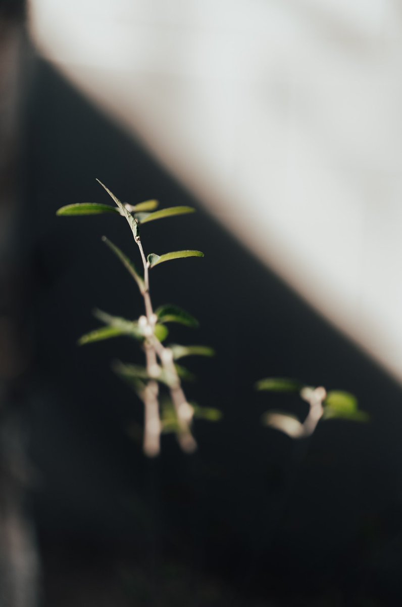 brewpanda21's tweet photo. 👁 Sigma 85mm 1.4 ART DG DN
📸 pandaphotographyaz

#sonyalpha #sonya7iv #sigma #sigmaphoto #sigma85mmart #opticalwander #streetphotography #life #encouragement #azphotographer https://t.co/SoHOpknuoX