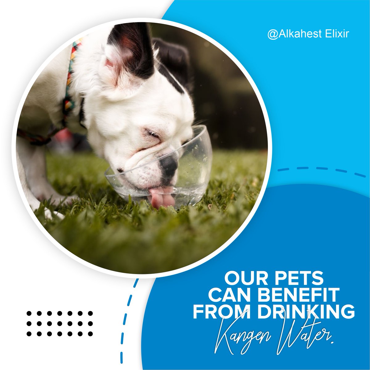 AlkahestElixir's tweet photo. If Kangen Water® is a healthy antioxidant that hydrates, provides a pH balance, detoxifies, and much more, then can we share this water with our pets?

The answer is a resounding YES!
------
🌐 https://t.co/vPXwSGtekk
.
#kangen #kangenwatermachine #drinkwater #water https://t.co/11iVIkpeT1