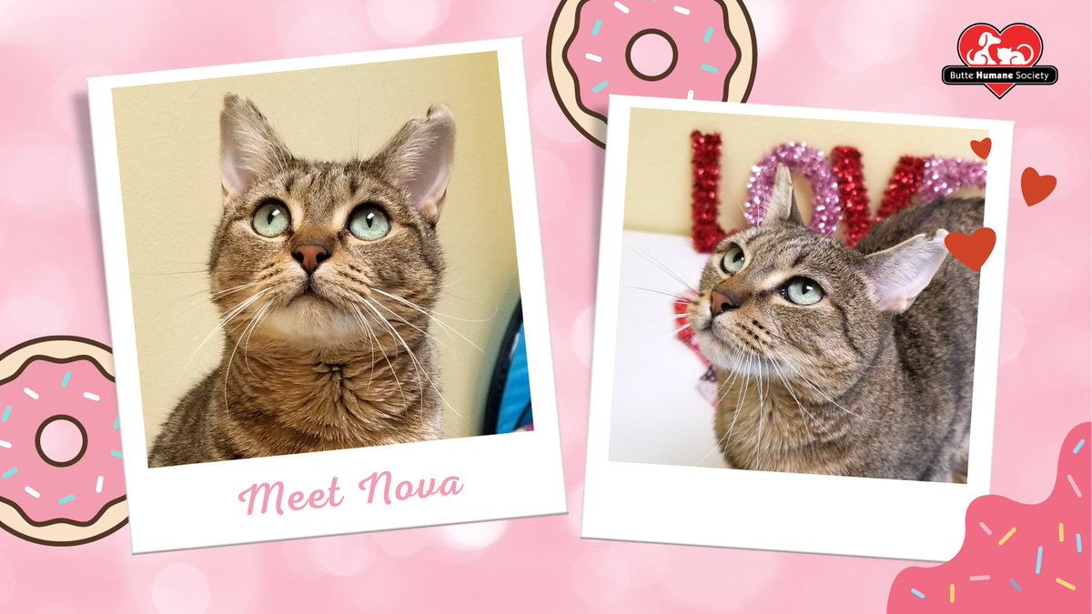 buttehumane's tweet image. I donut know how to thank you if you applied for my adoption today! 🍩😻

Show some love for a long stay cat like Nova. Nova has seen many of her friends find forever homes, and is still waiting to find one of her own. #FIVCat 

Apply online at buttehumane.org/adopt-a-cat/