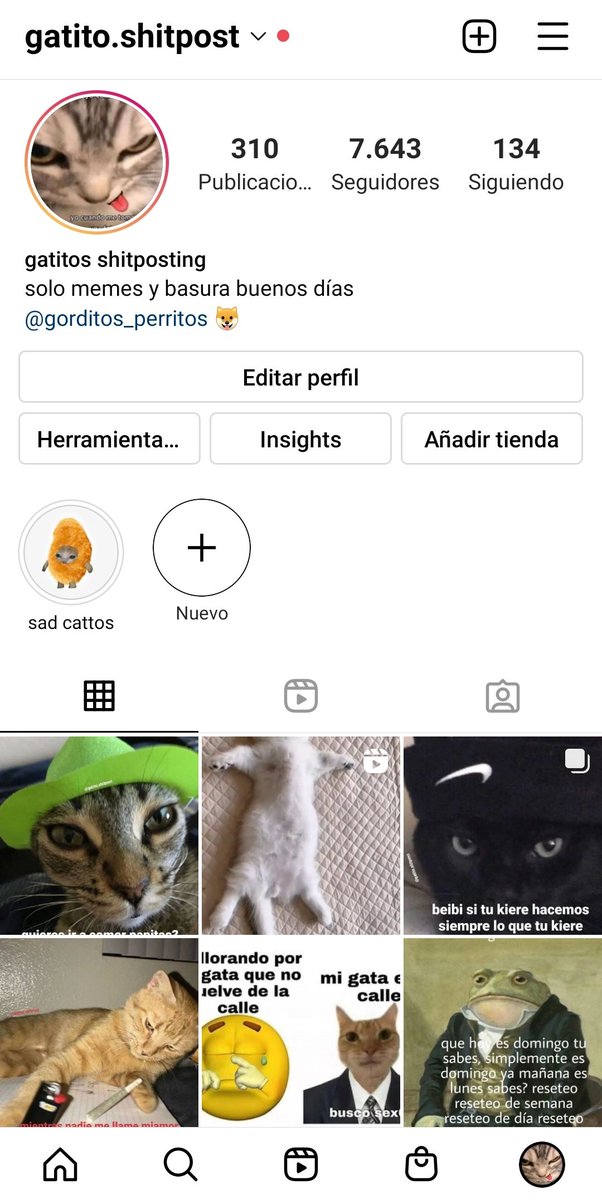 gatitos shitposting tweet media