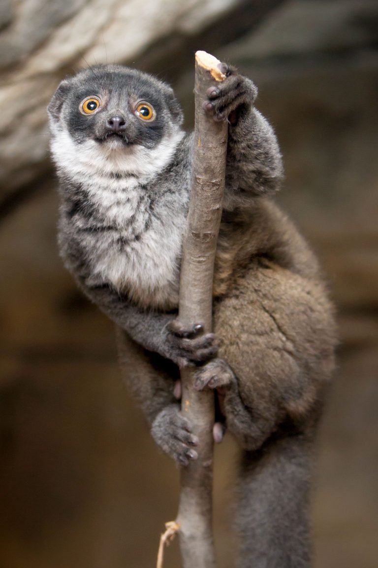 primatweeps's tweet photo. Did you #GuessTheInfant? All mongoose lemurs are born with white beards but the males develop a red beard later in life. They live in families consisting of a pair and their offspring. #PrimatePlaytime #SciCommCrossPromotion
(📸 @stlzoo & Caters News) https://t.co/A80l6bZHec