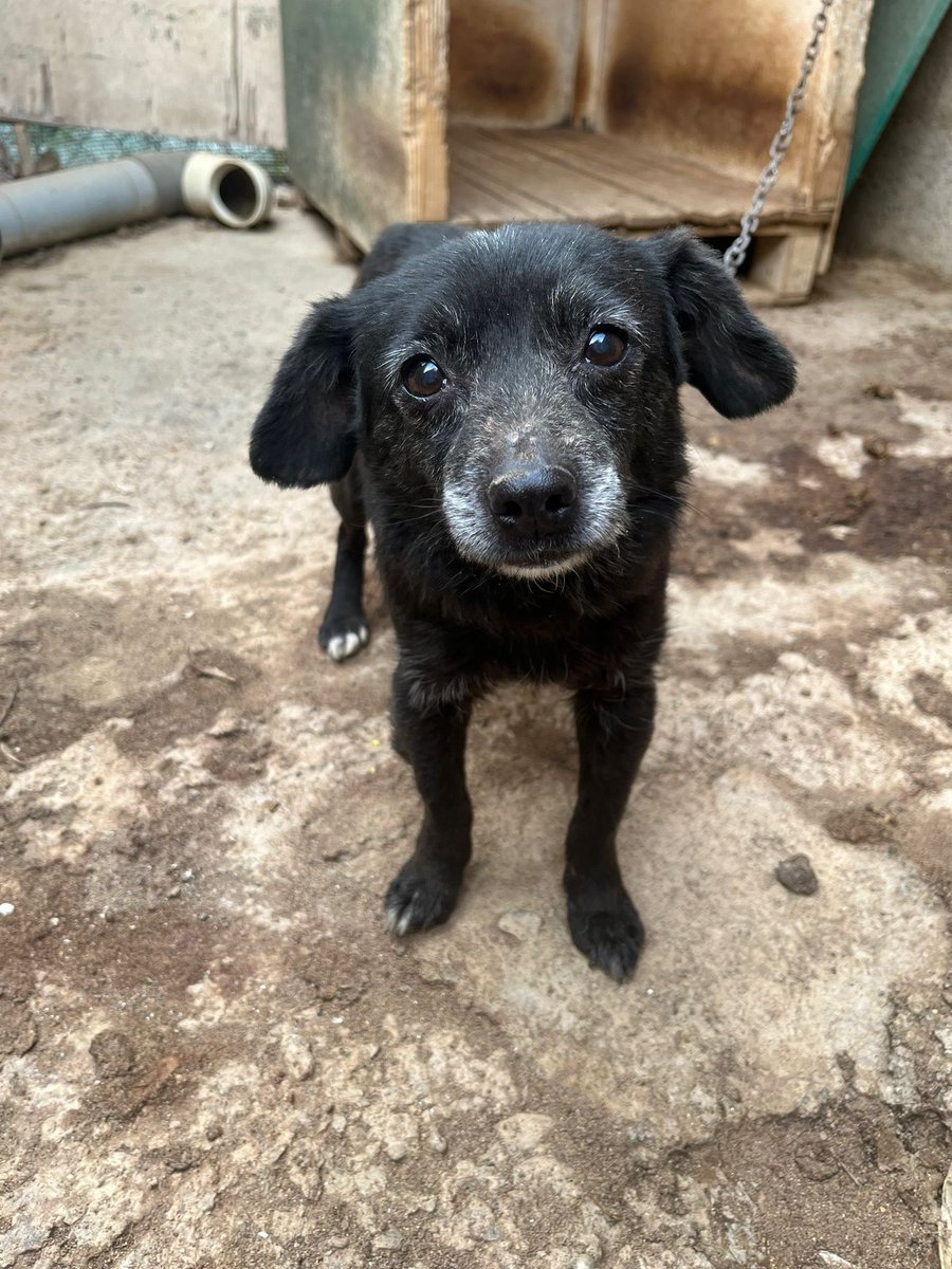 Ayúdenme a buscarle una mejor vida! Es de tamaño pequeño y muy noble, encontrada en pésimas condiciones… la desparasitacion corre a mi cargo y la entrego completamente limpia 🖤