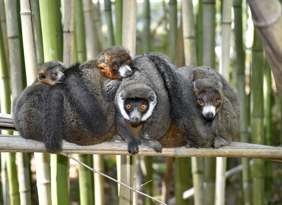 primatweeps's tweet photo. We'll be learning more about mongoose lemurs when it's their turn to battle in #2022MMM! 🌟 That's all for today, thank you for playing #GuessTheInfant, see you next week for another #PrimatePlaytime. 🐵 #SciCommCrossPromotion
📸 @DukeLemurCenter https://t.co/rdJuke5bnp