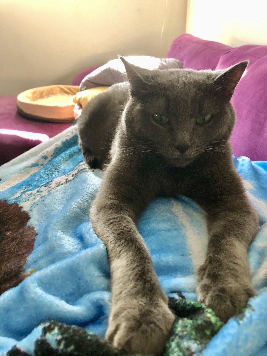 A_affirmations's tweet photo. My power paws correctly displayed #tuesdayvibe #powerpaws #CatsOfTwitter https://t.co/vkWbisFOkK