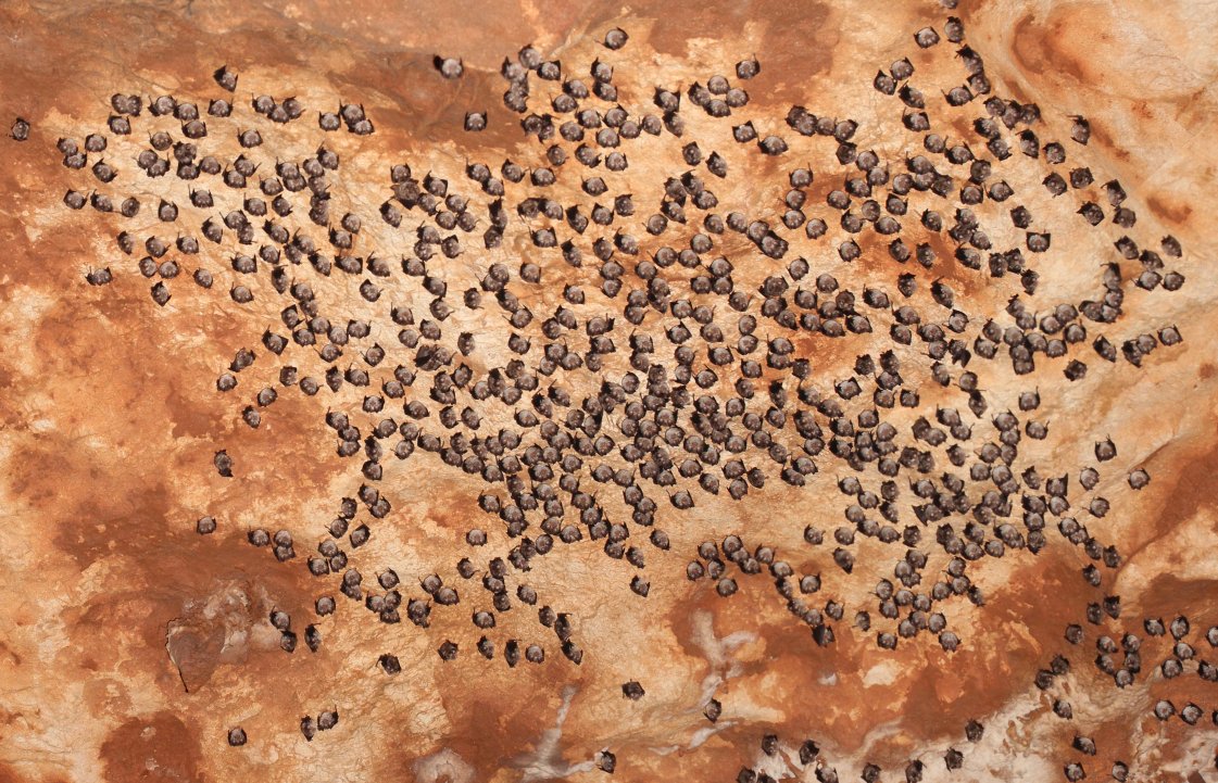 Going down 90 meters below ground level in a vertical cave to count an amazing cluster of Mediterranean horseshoe bat (Rhinolophus euryale, France, Occitanie). That is sometimes what it take to do hibernacula counts! 
#bats #Chiroptera