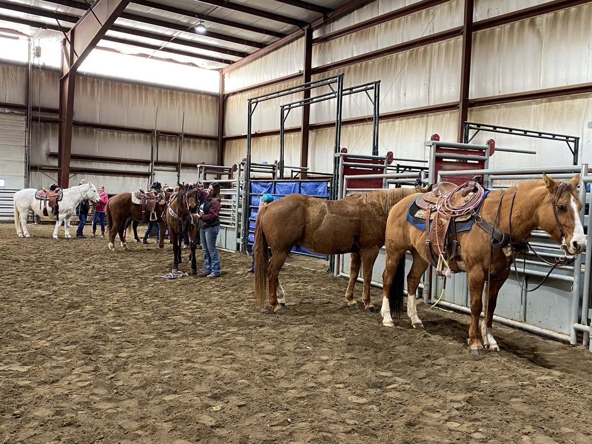 MrsKannekens's tweet photo. Yeehaw!!! The @PrairieRoseSD8 #PrairieRosePossibility REIN program is now rolling!  
These Rodeo &amp; Equine In the North [REIN] students from @WPeersPRSD8 @OyenSchool @NBSchoolPRSD8 &amp; SouthCentral will spend the whole afternoon gaining horsemanship skills &amp; knowledge with @LFW4 https://t.co/EncbRzJsqO