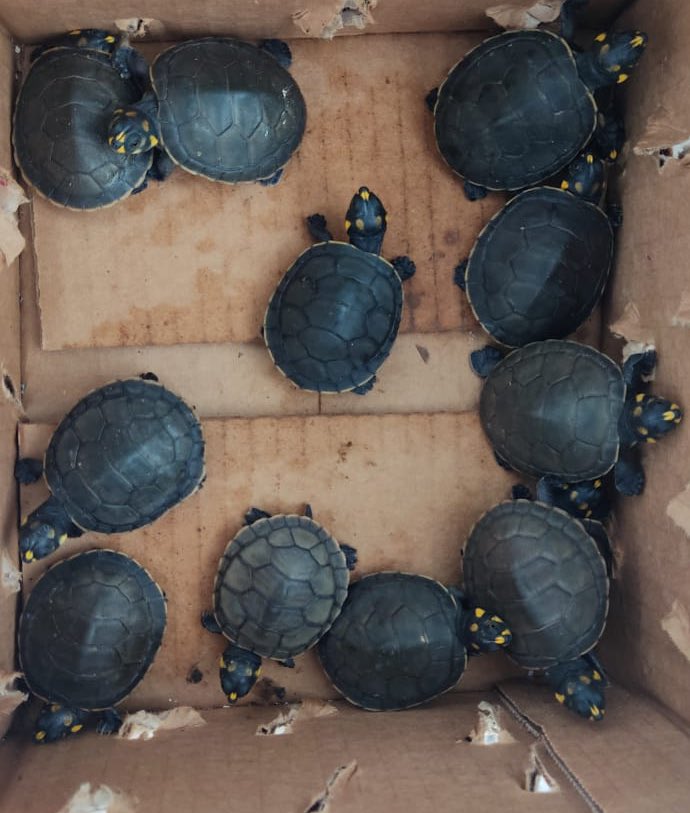 EcuadorMAE's tweet photo. BUENAS NOTICIAS | Nuestro equipo técnico de @MAAE_Guayas identificó 13 especimenes de tortugas charapas (Podocnemis unifilis) que lograron ser retenidas por la #UNIDCAN de la @PoliciaEcuador, evitándose su comercialización. https://t.co/kxb6syIMd5
