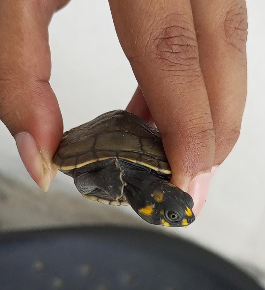 EcuadorMAE's tweet photo. BUENAS NOTICIAS | Nuestro equipo técnico de @MAAE_Guayas identificó 13 especimenes de tortugas charapas (Podocnemis unifilis) que lograron ser retenidas por la #UNIDCAN de la @PoliciaEcuador, evitándose su comercialización. https://t.co/kxb6syIMd5