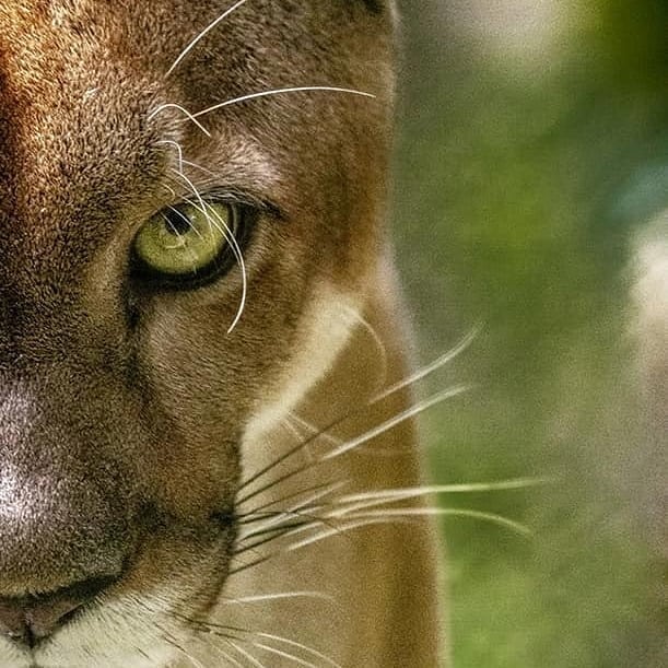 Crisolfm1's tweet photo. En Panamá existen seis especies de felinos silvestres: Jaguar, Puma, Ocelote, tigrillo, Yaguarundi, Oncilla. Por lo tanto no es correcto decir que en el país existen tigres, leones y leopardos. 📸 Eduardo Estrada.

 @MiAmbientePma https://t.co/NjEhMYHxkp