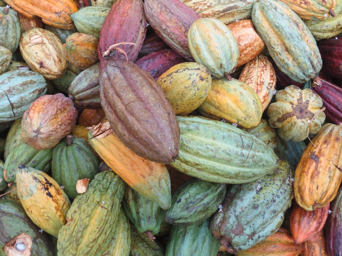 cococlectic's tweet photo. Every single creation of BOHO Chocolate embodies all the brilliant craftsmanship, the passion and dedication, and the creativity they have been investing and putting into their work. Don’t miss this chance to order their by heading over to the link in our bio. 😉
#cococlectic https://t.co/26i3Ov2LE5