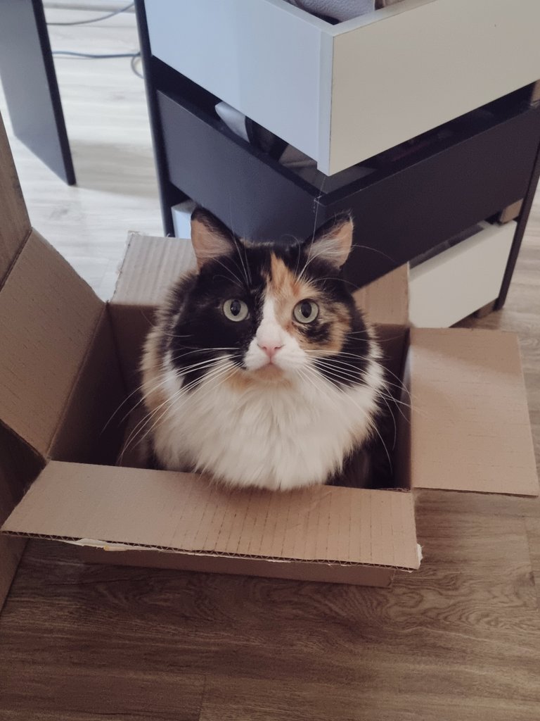 Maybe you needed a Pie in the box to make your day better. Take this!