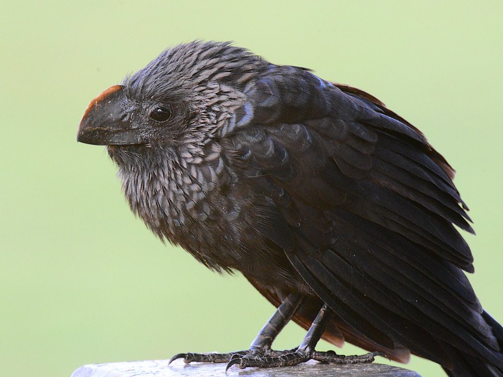 this is a great bird