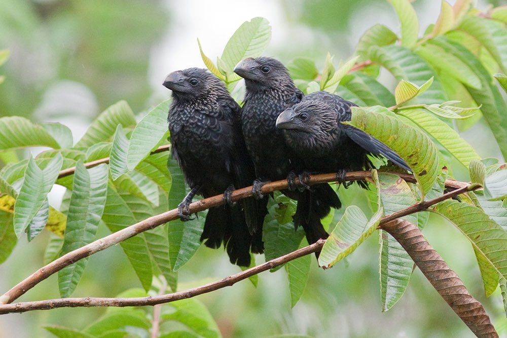 thebadbucket's tweet photo. this is a great bird https://t.co/NCYx6uDKMi