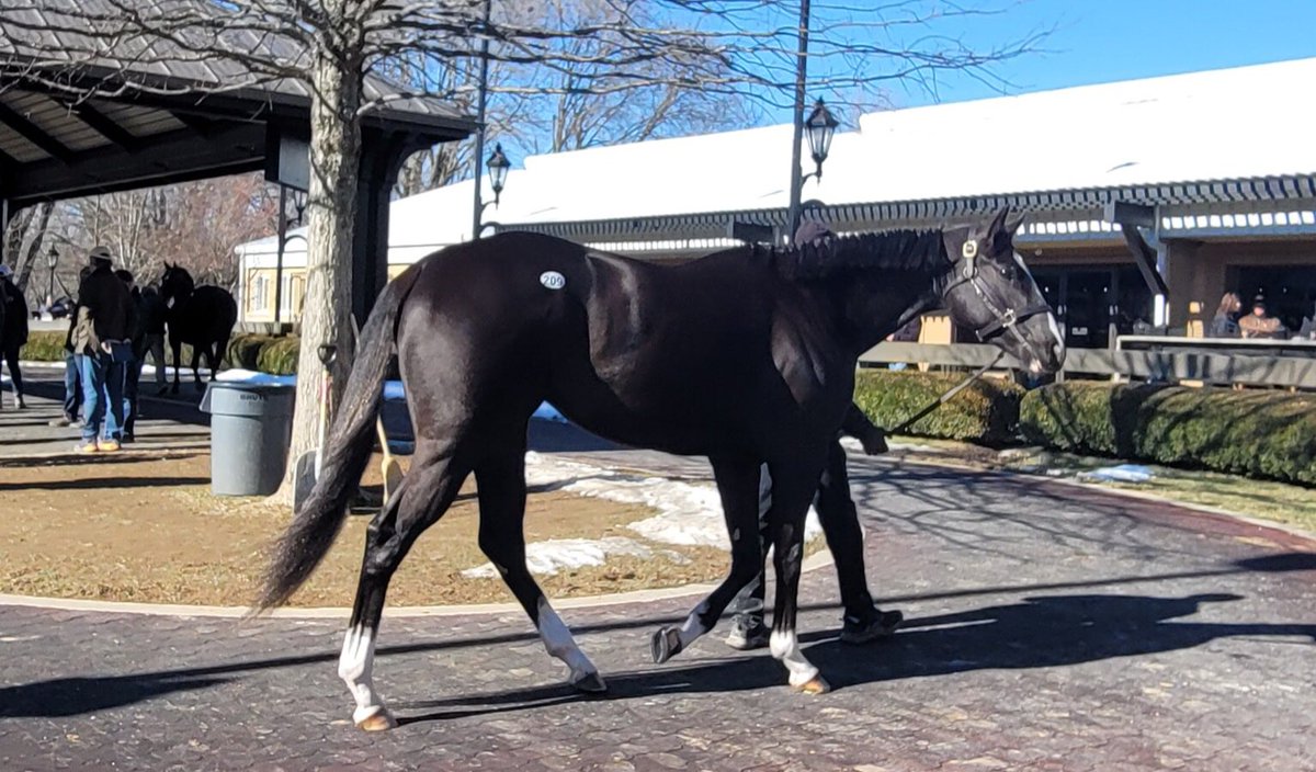 Bought Hip209 at Fasig Tipton just a gorgeous filly. Very happy with the purchase. Bought 2 others.  Back at it tomorrow.