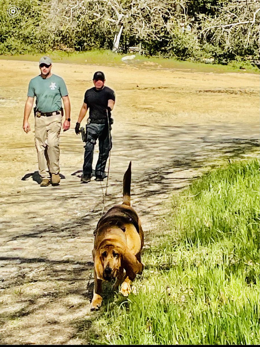 LAPDCARRANZA's tweet photo. Day 2 of the National Police Bloodhound Association Seminar. A very productive day for K9s and their partner! #NPBA is the oldest law enforcement Bloodhound association in the country & the most experienced when it comes to the utilization of the Man-Trailing Bloodhounds #LAPD https://t.co/ADaesA0wYz