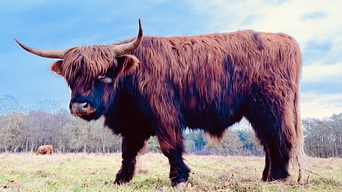 #SchotseHooglander #Sprengenberg ⁦<a href="/NationaalParksh/">Sallandse Heuvelrug</a>⁩ #Natuurmonumenten #koe