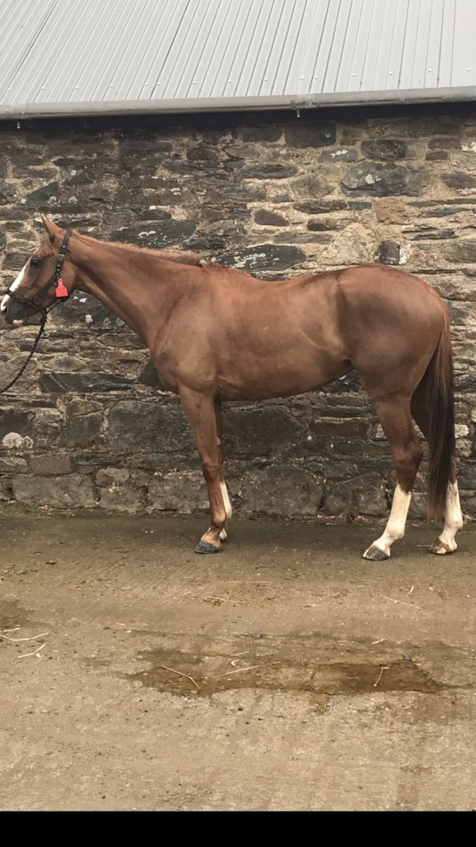 DanesWell1's tweet photo. Great 1st P2P run in Tallow Maiden from Ami des Flots  ( Notnowcato X Palm Sur).  2L 2nd to well related She’s a Saint. ‘Ami’ is 1st Progeny of Listed Placed Palm Sur from ‘Blazing’ family of ‘Tempo’, ‘Khal’ and P2P &amp; MH winner Sullivan’s Brow.  Well done B.Crowley &amp; M C’Donovan. https://t.co/WzqqASHMmY
