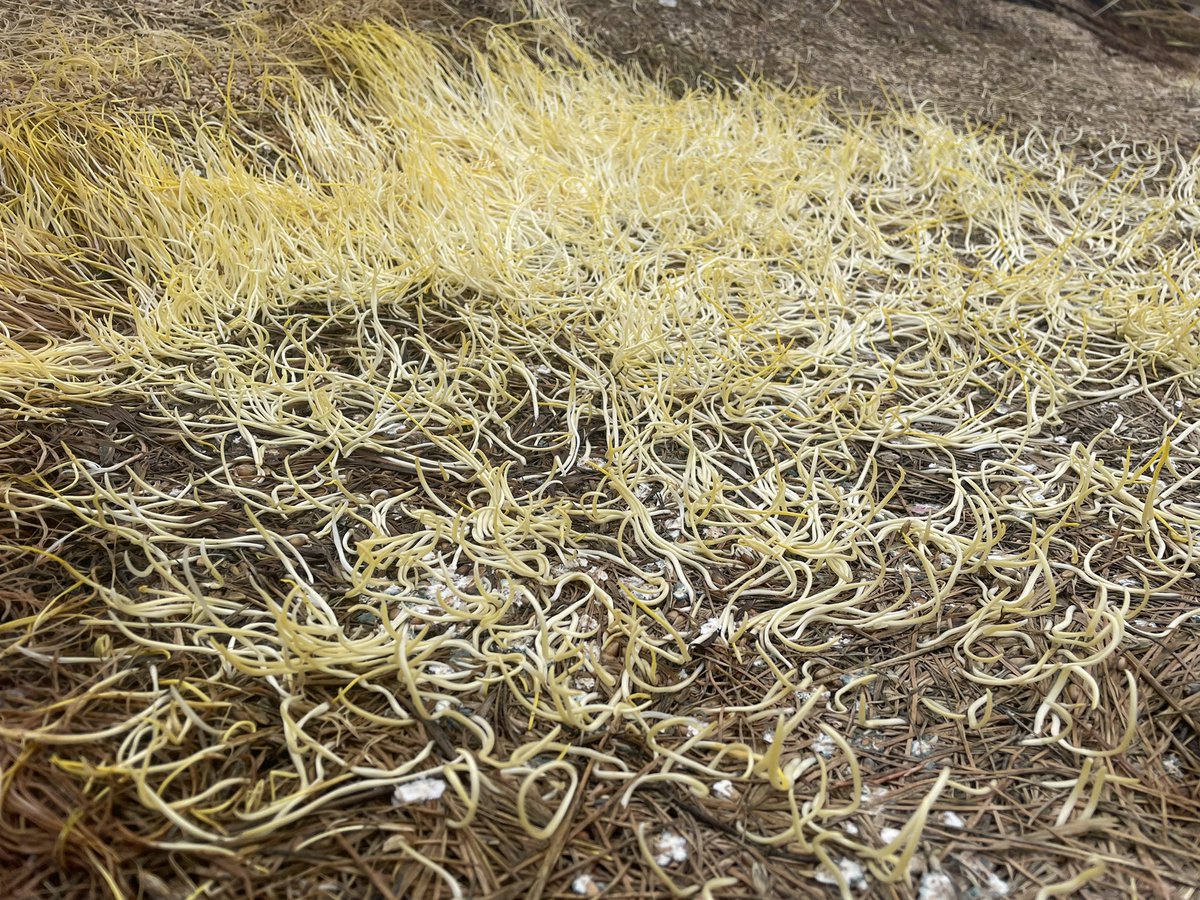 Boogaloobettie's tweet photo. #randomphototherapy #redspringwheat https://t.co/0OPNklu7Rl