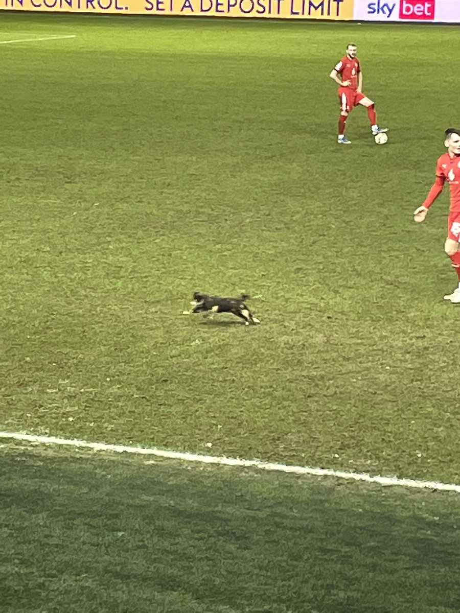 freyalouise1992's tweet image. How every footballer should handle a cat … cutest pitch invader 🥰 #swfc #Zouma #westham