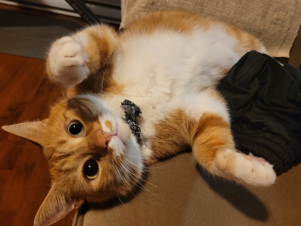 CatNotFrog's tweet image. touch belly