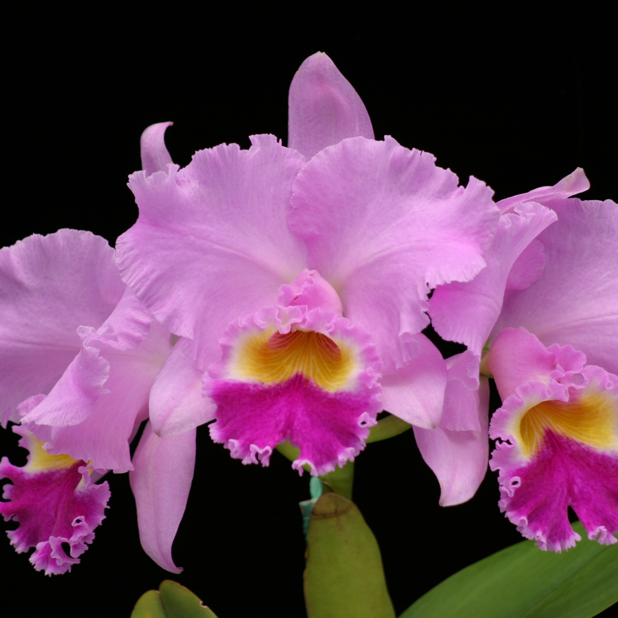 Akatsuka Orchid On Twitter Photo Featuring C Mami Akatsuka Volcano Queen So What S In The Variety Name Volcano Queen When Creating Our Original Cattleyas Our Founder Examines Each Individual Hybridized Plant Using