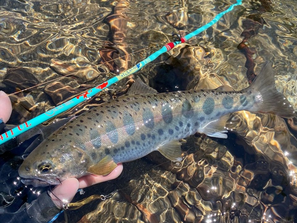 Tulala Sorcier 52UL ツララ トリュテ ソルシエ 小気味よく 52UL Tulala Sorcier 52UL ツララ トリュテ ソルシエ 小気味よく 52UL