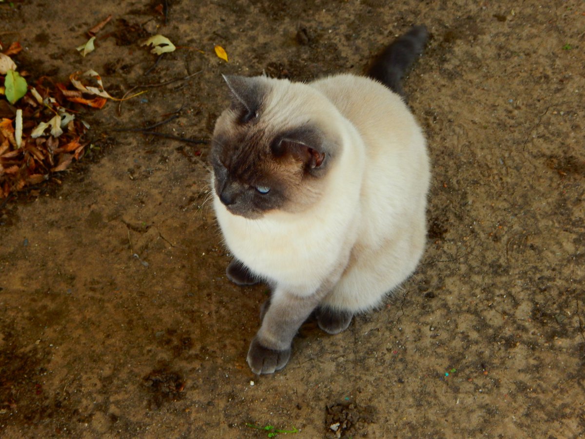 RayTheWitch's tweet photo. As much as I hate cats I love my neighbor's cat cuz he is such a model. https://t.co/CzQH2H0ZiG