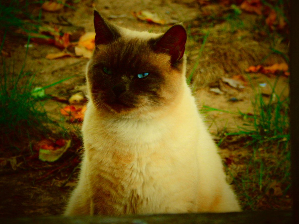 RayTheWitch's tweet photo. As much as I hate cats I love my neighbor's cat cuz he is such a model. https://t.co/CzQH2H0ZiG