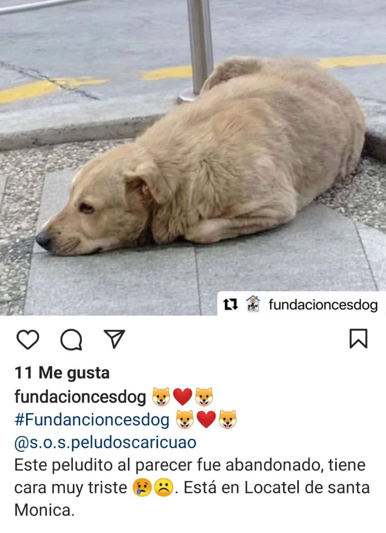 Difundo. Porfa alguien que le de un hogar se la pasa siempre en farmatodo de santa Mónica es muy dulce y simpático... El se ve que tenía un hogar 😔😢