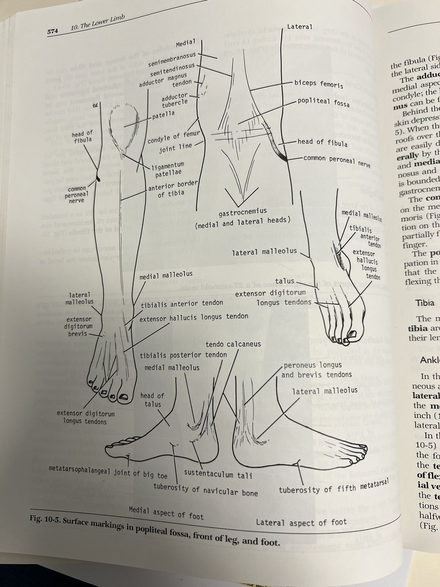 Drzuzi's tweet photo. Doing the old fashion thing and looking through an anatomy textbook. I remember as a student how important it was to learn surface anatomy and that’s why I love this page #surfaceanatomy #lowerleg https://t.co/RFGOCIm6DX