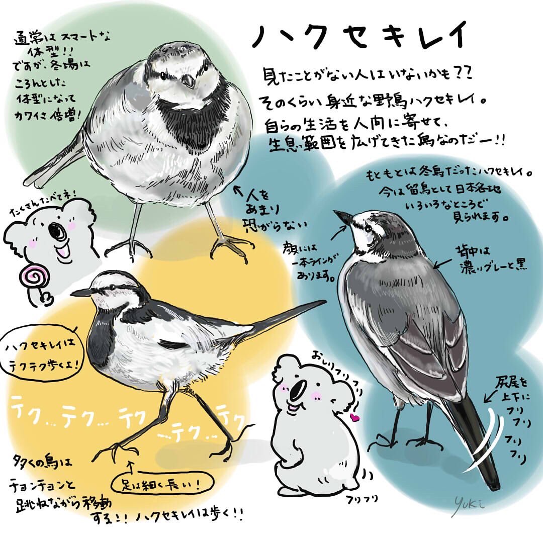 タグ 野鳥 の注目ツイート メガとんトラック