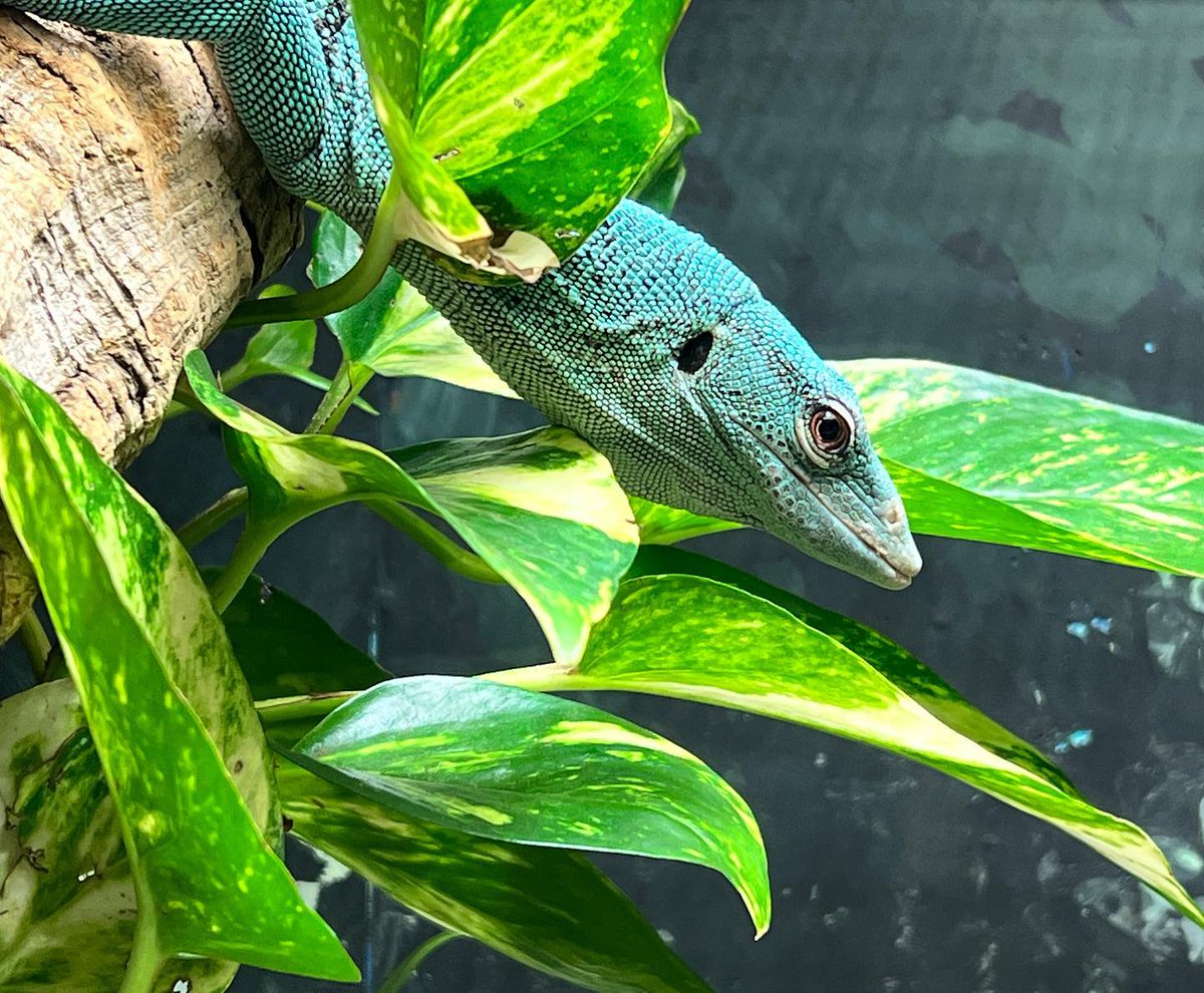 トカゲの「美」はいかがですか☺️ 爬虫類の美も素敵ですよ