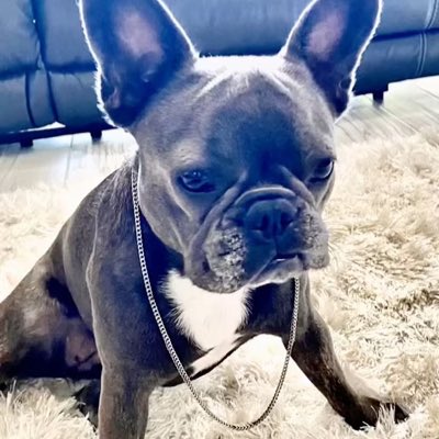 AydenSharif's tweet photo. #NewProfilePic https://t.co/1mkIBQrpaH