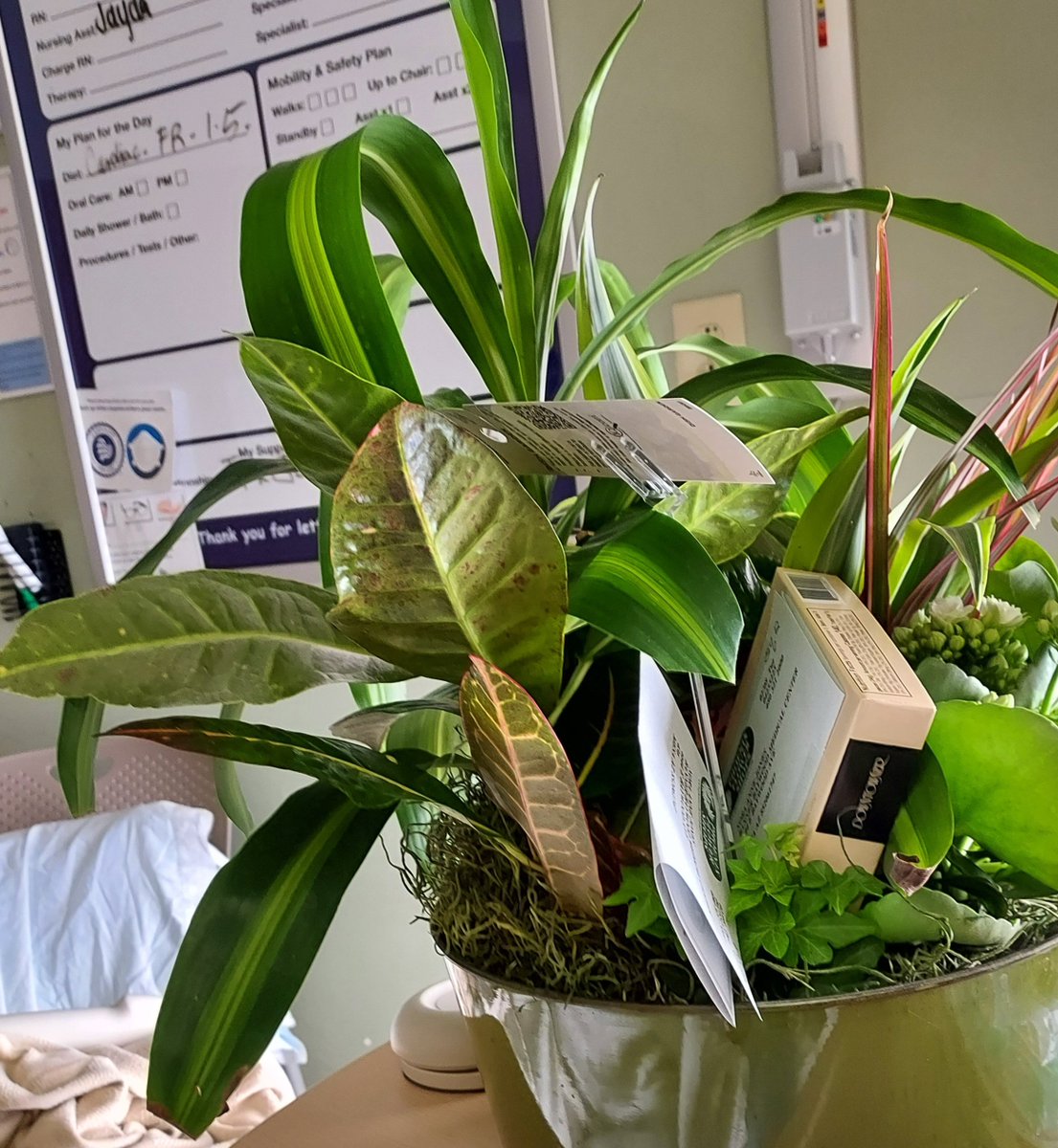 IPoppit's tweet image. My sister sent this large plant to the hospital. Spouse sherpaed it home at lunch.