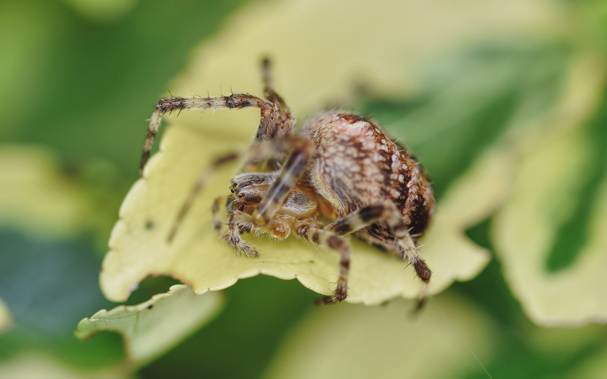 geraldinethomp9's tweet photo. Chilling. Playing with shallow depth of field. #creativemacro #macrophotography #photography #photographylovers #PhotographyIsArt https://t.co/QVQiG4Y2iK