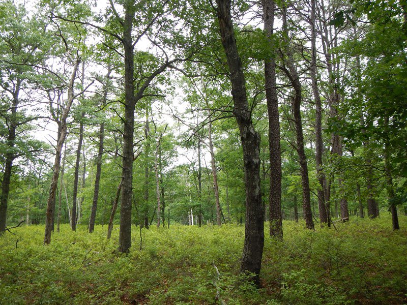JerseyDevilAD's tweet photo. Jers smells like the woods and burnt matches https://t.co/u9QuPQPAcG