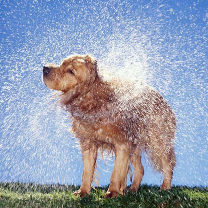 JerseyDevilAD's tweet photo. Alternatively: wet dog https://t.co/f5Ihlfw4vj