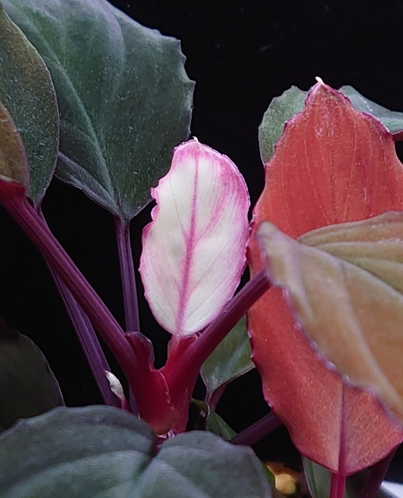 変な新葉出て来たw ＼(^-^)／ Homalomena sp 