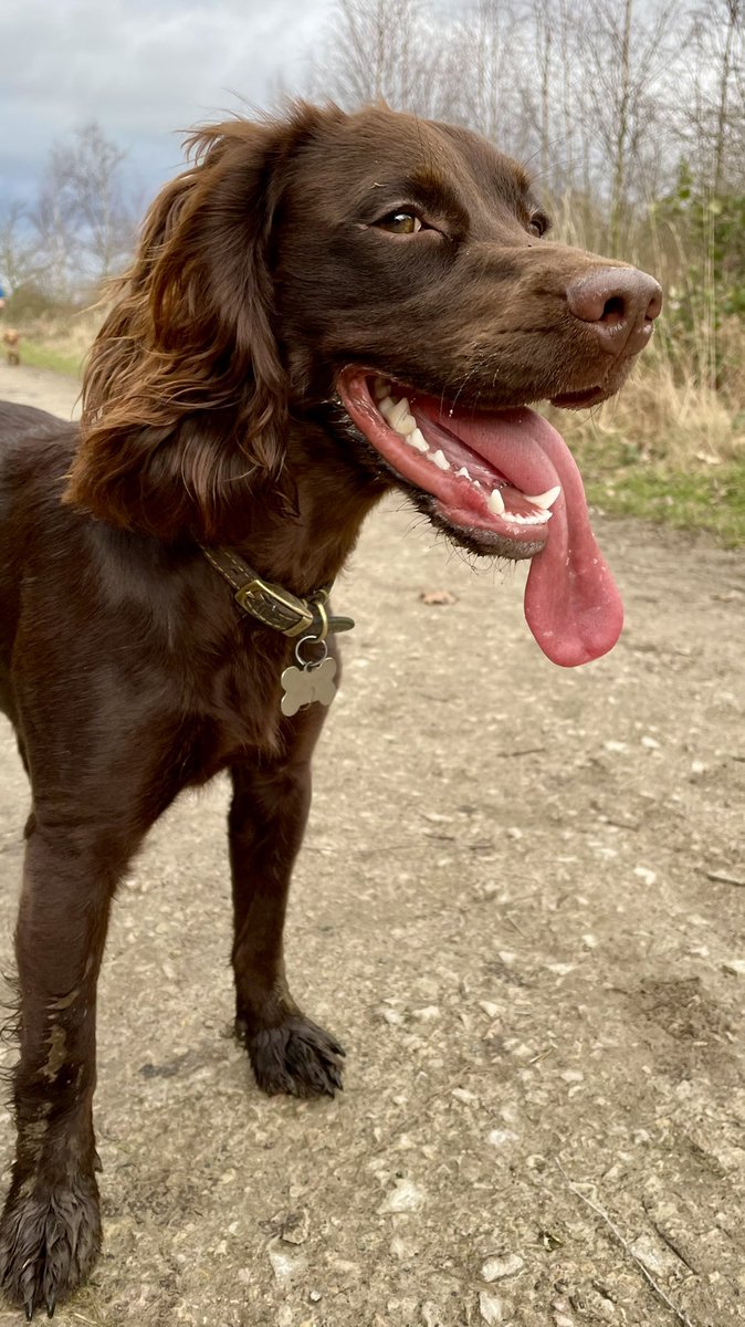 #tongueoutuesday after I chased a rabbit in the woods on todays walk 🐶🐰 I was sort of a good boy because I did come back but only after a full speed chase and after the bunny went underground 😇 #dogs #dogsoftwitter