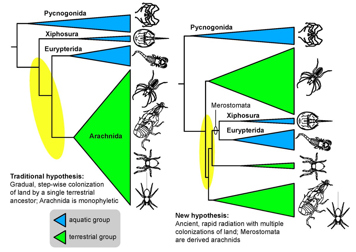 Sea_Spiders's tweet photo. Big news! massive analysis shows that horseshoe crabs and their fossil relatives are derived arachnids, it'll take time to digest...
https://t.co/KQ0Byln2CL https://t.co/JDpppq68nZ