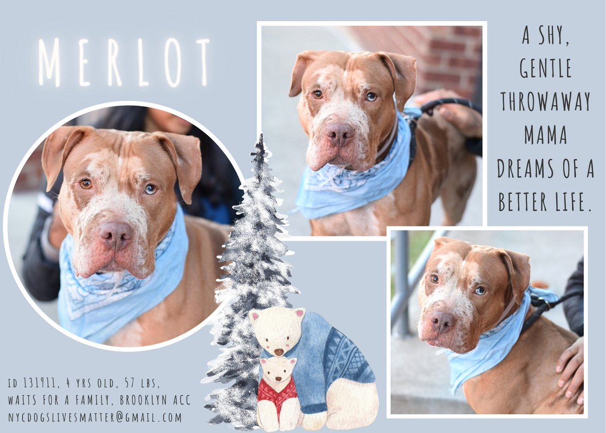 😍🥰Merlot
#NYCACC
#131911
2/10💉
m.facebook.com/media/set/?set…
Stunningly Uniquely Magnificent 
Throw Away Momma
Shy &amp; Gentle with People
Treat Motivated
When she knows you
She leans or climbs in your lap
Solo Pet
#FostersSaveLives 
#Wednesdayvibe
#Pledge